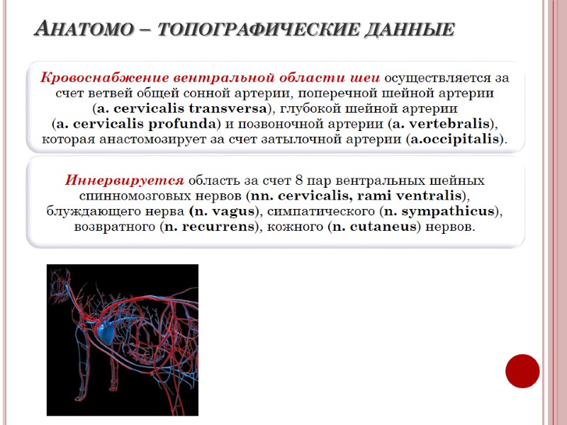 Анатомо – топографические данные